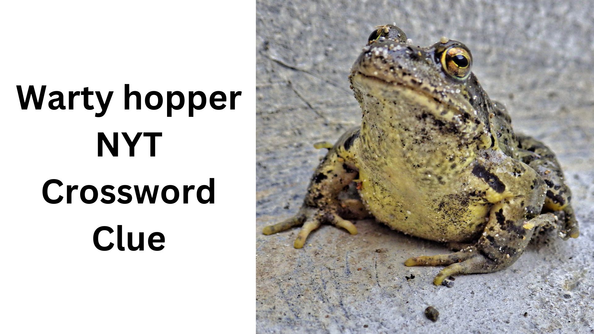 Warty hopper NYT Crossword Clue