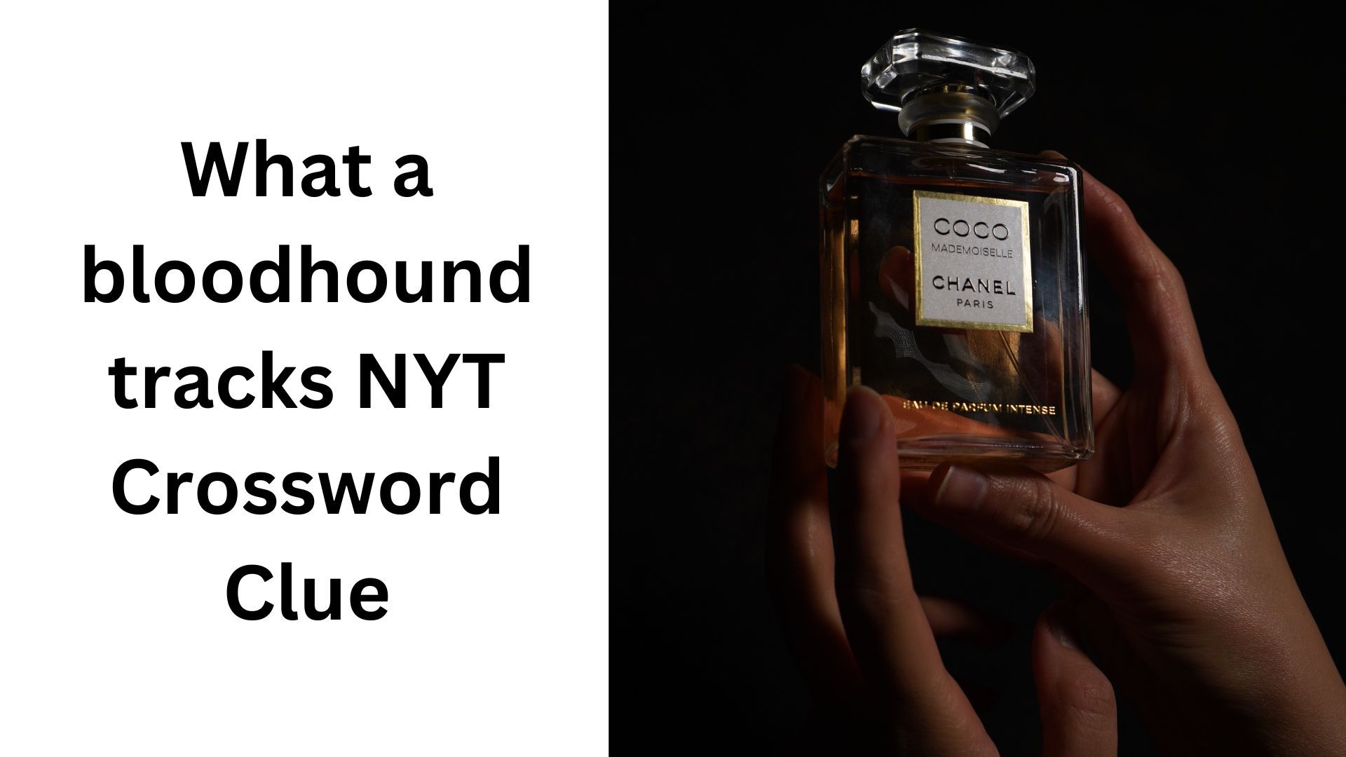 What a bloodhound tracks NYT Crossword Clue