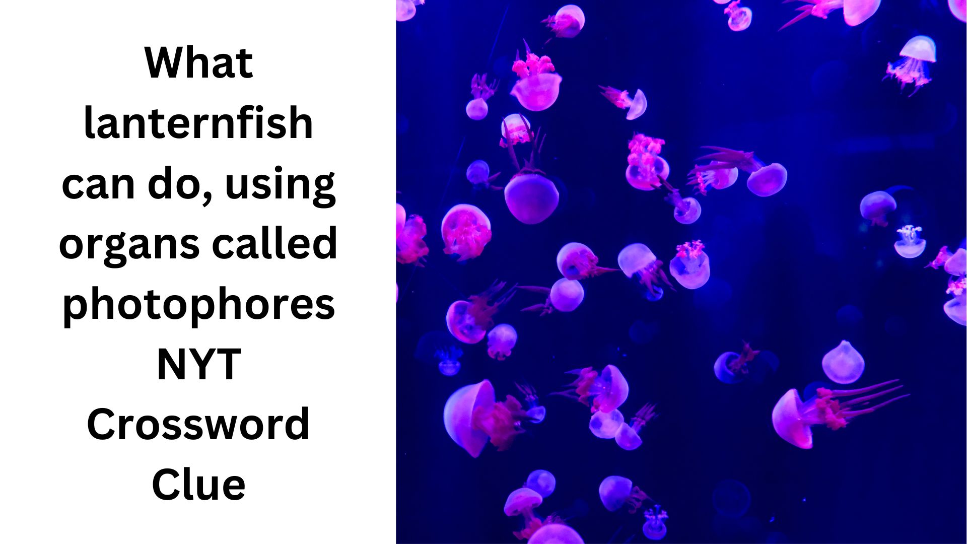 What lanternfish can do, using organs called photophores NYT Crossword Clue