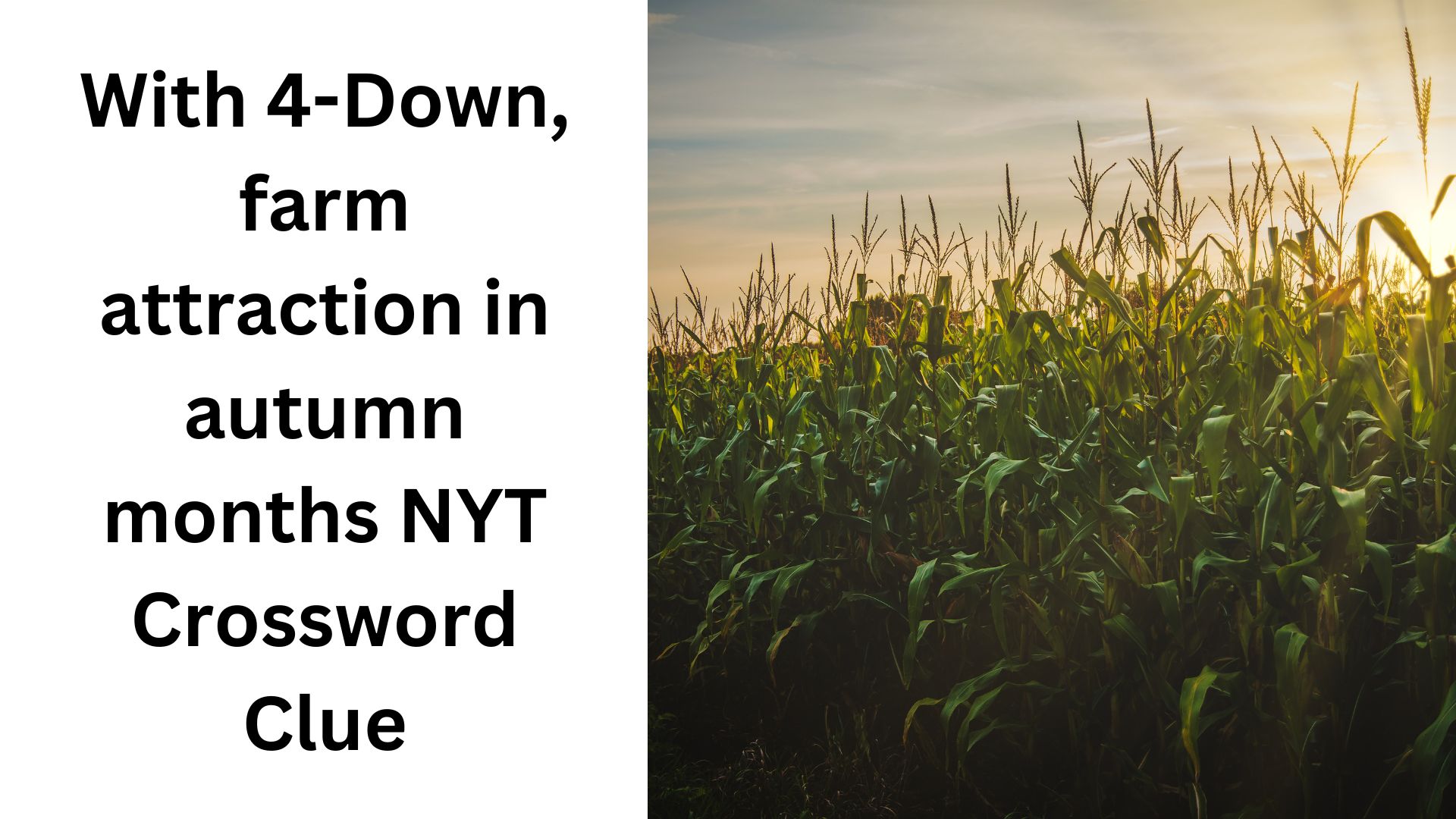 With 4-Down, farm attraction in autumn months NYT Crossword Clue