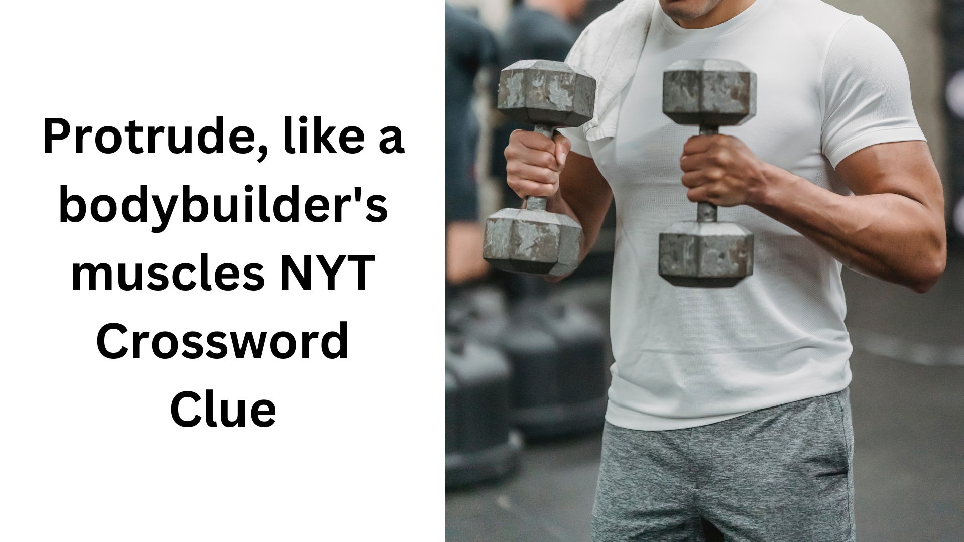 Protrude, like a bodybuilder's muscles NYT Crossword Clue