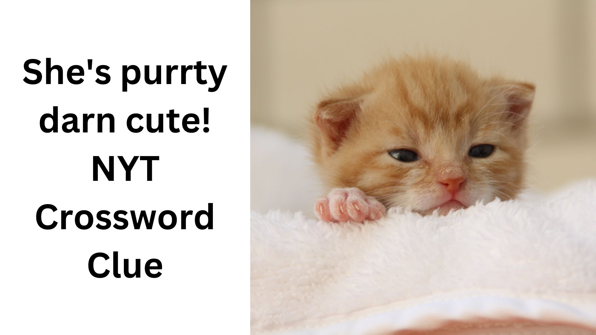 She's purrty darn cute! NYT Crossword Clue