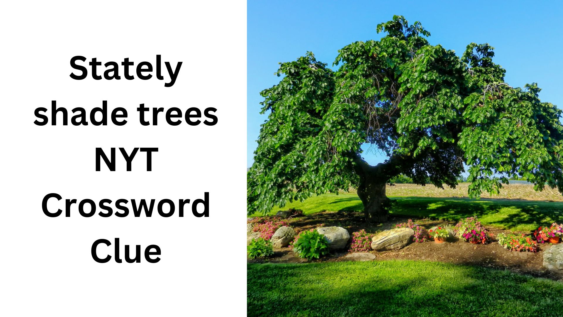 Stately shade trees NYT Crossword Clue