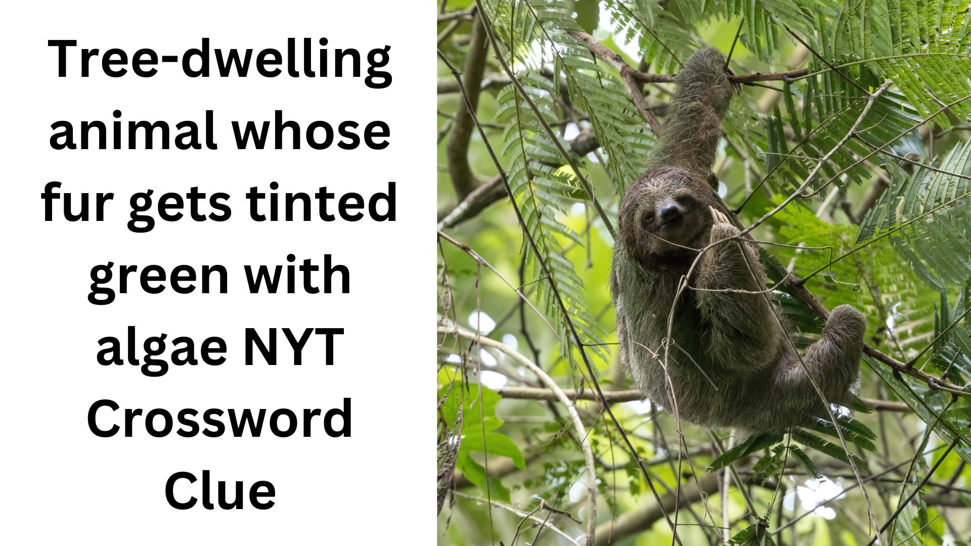 Tree-dwelling animal whose fur gets tinted green with algae NYT Crossword Clue