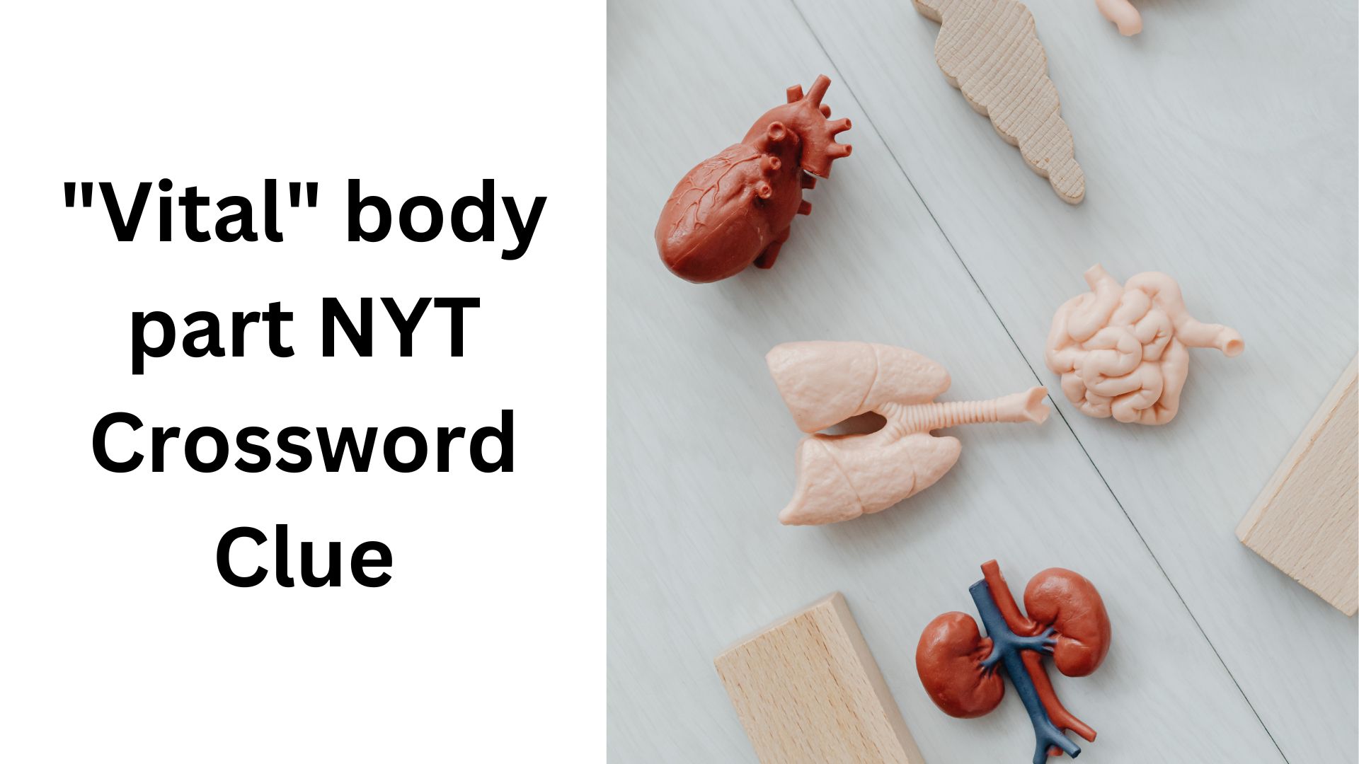 "Vital" body part NYT Crossword Clue