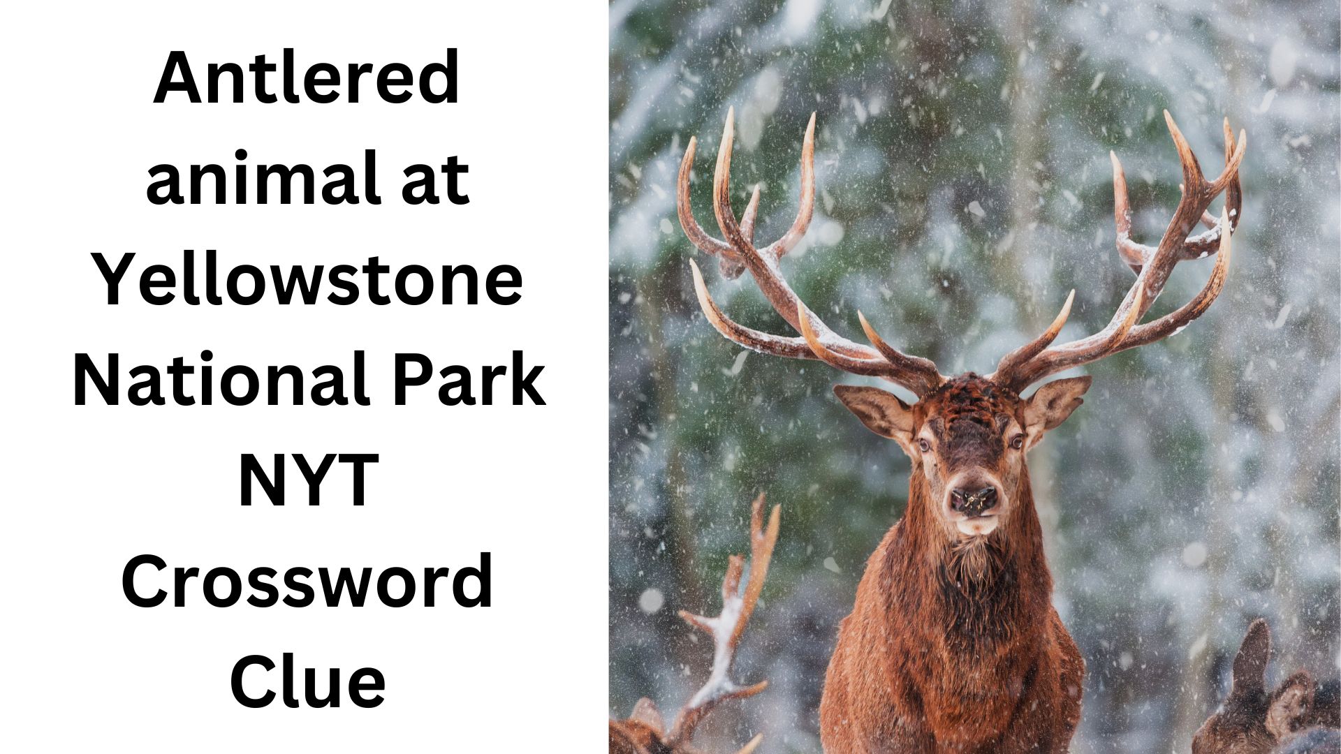 Antlered animal at Yellowstone National Park NYT Crossword Clue