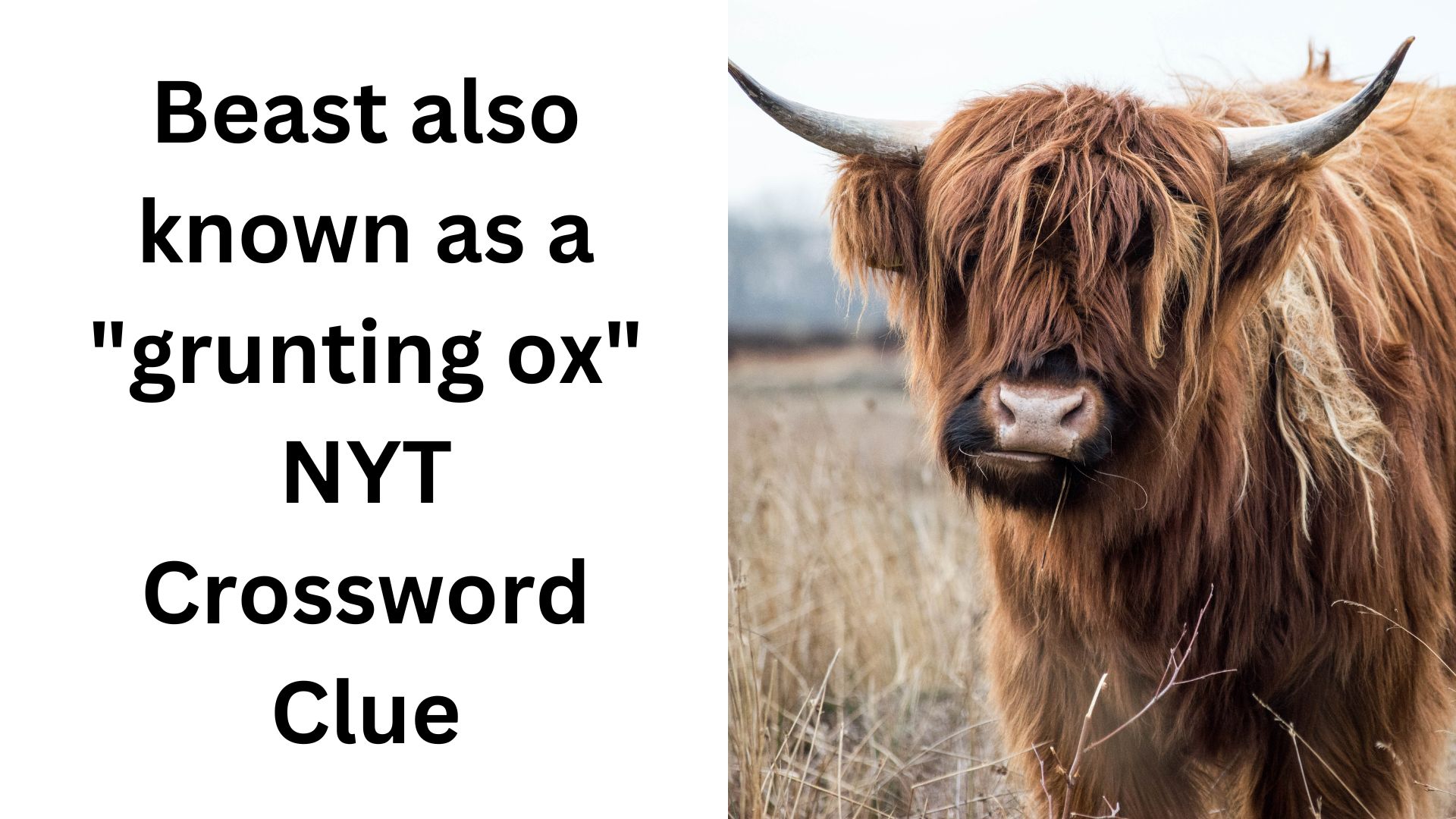 Beast also known as a "grunting ox" NYT Crossword Clue