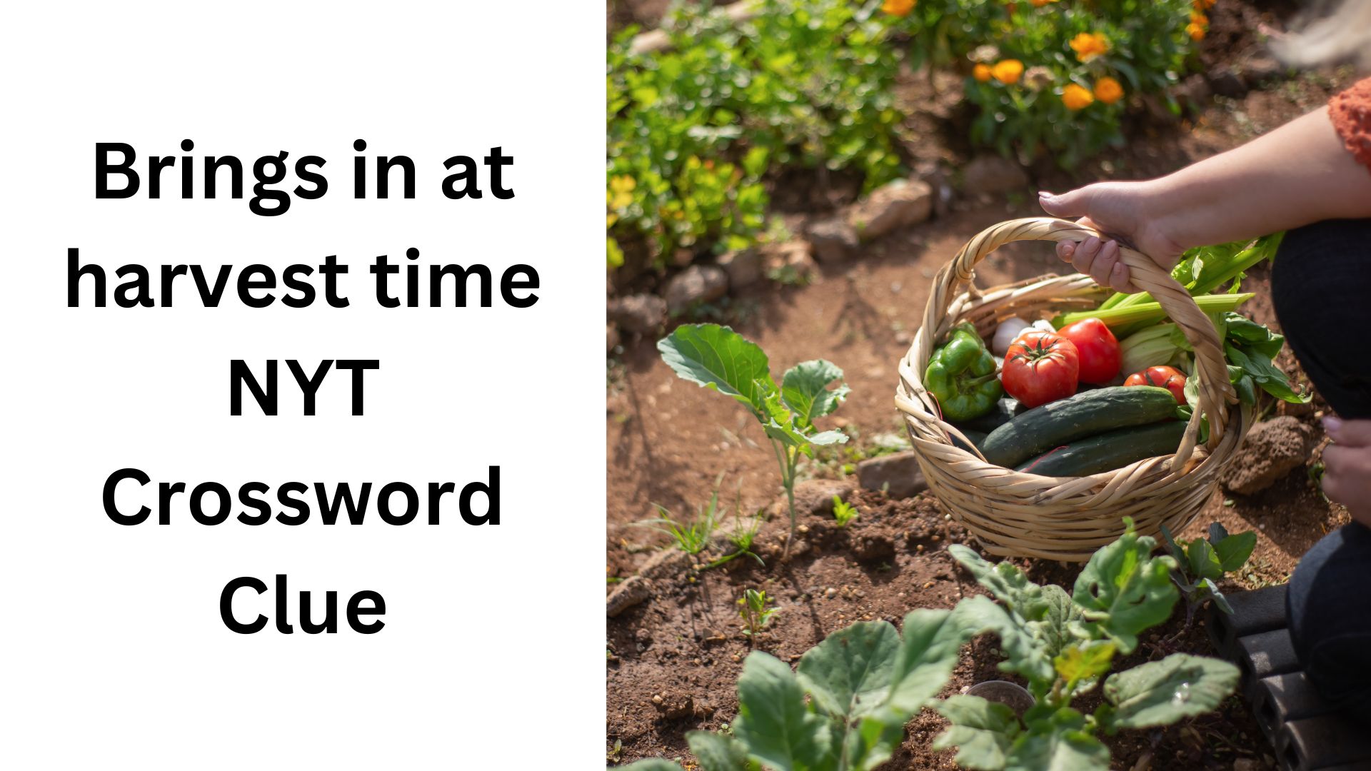 Brings in at harvest time NYT Crossword Clue