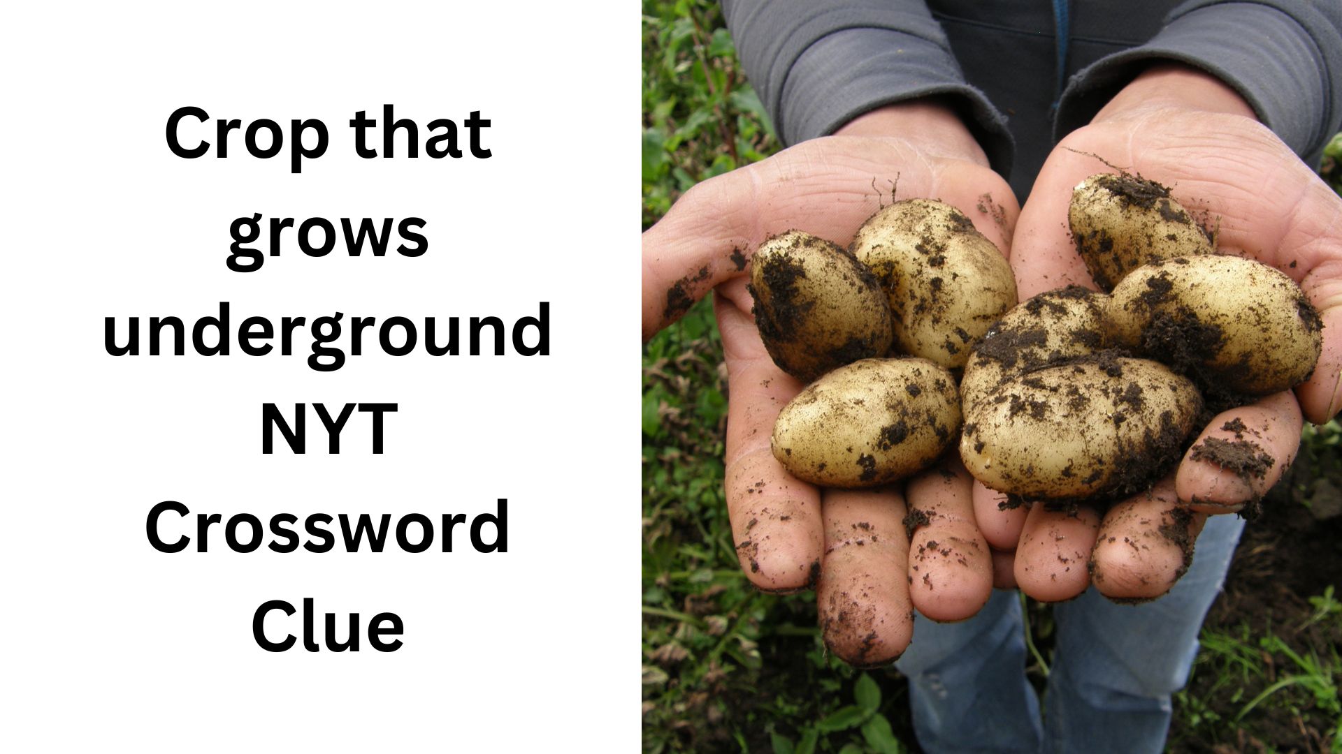 Crop that grows underground NYT Crossword Clue