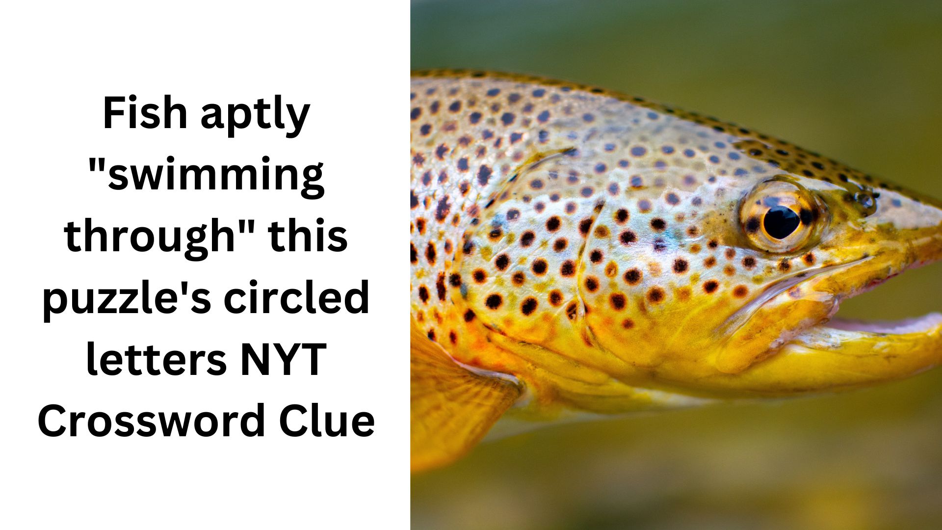 Fish aptly "swimming through" this puzzle's circled letters NYT Crossword Clue
