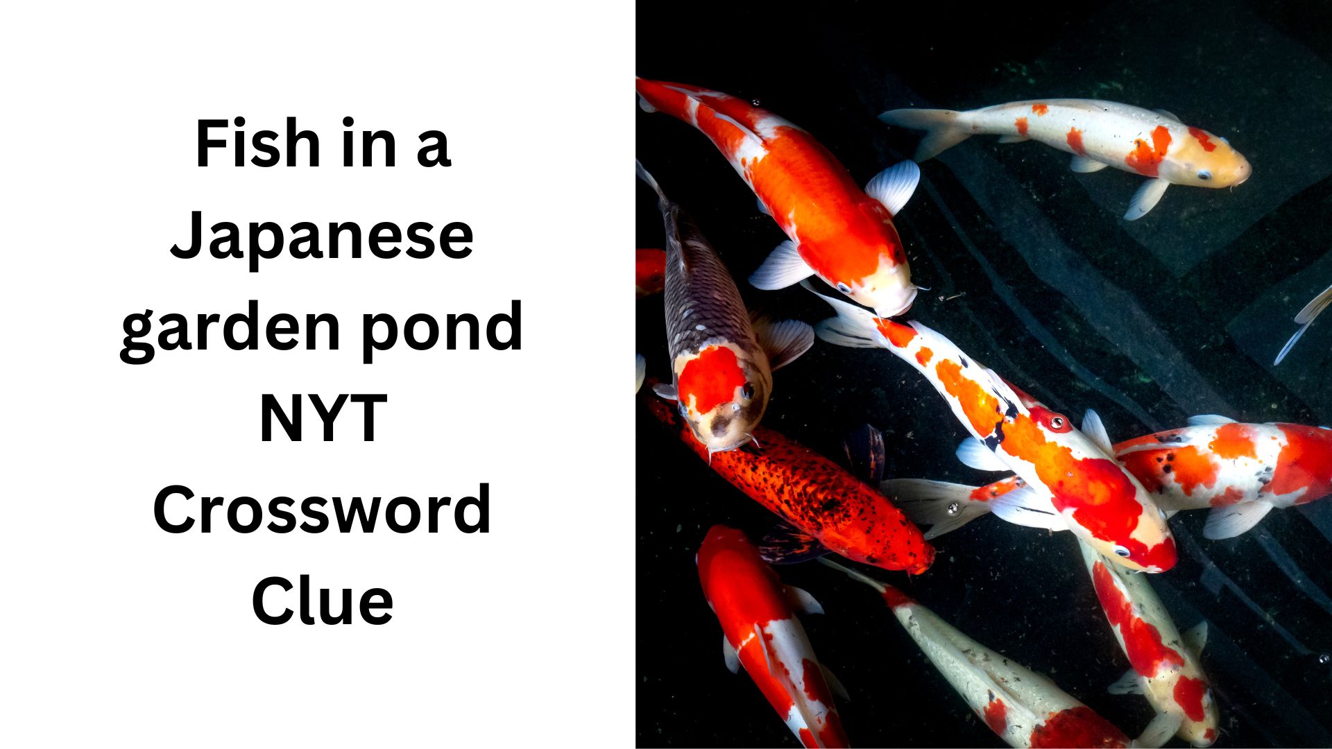 Fish in a Japanese garden pond NYT Crossword Clue