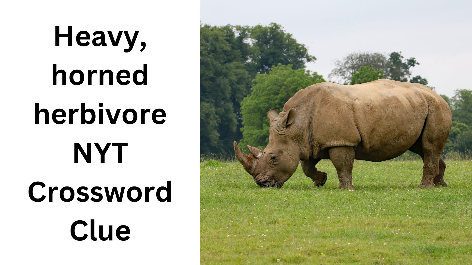 Heavy, horned herbivore NYT Crossword Clue