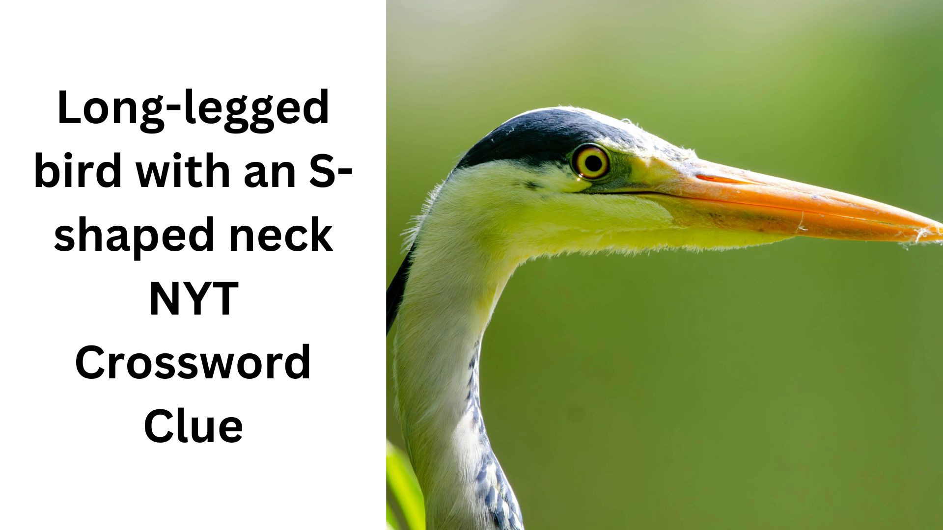 Long-legged bird with an S-shaped neck NYT Crossword Clue