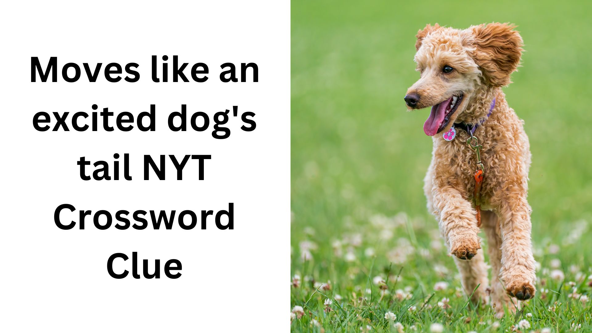 Moves like an excited dog's tail NYT Crossword Clue