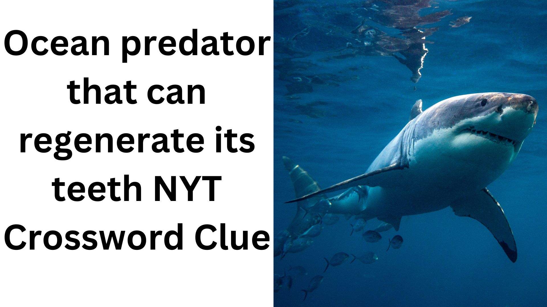 Ocean predator that can regenerate its teeth NYT Crossword Clue