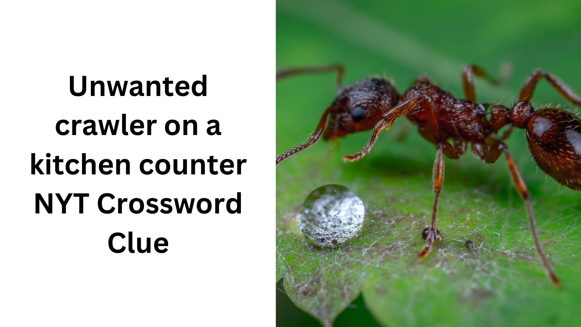 Unwanted crawler on a kitchen counter NYT Crossword Clue