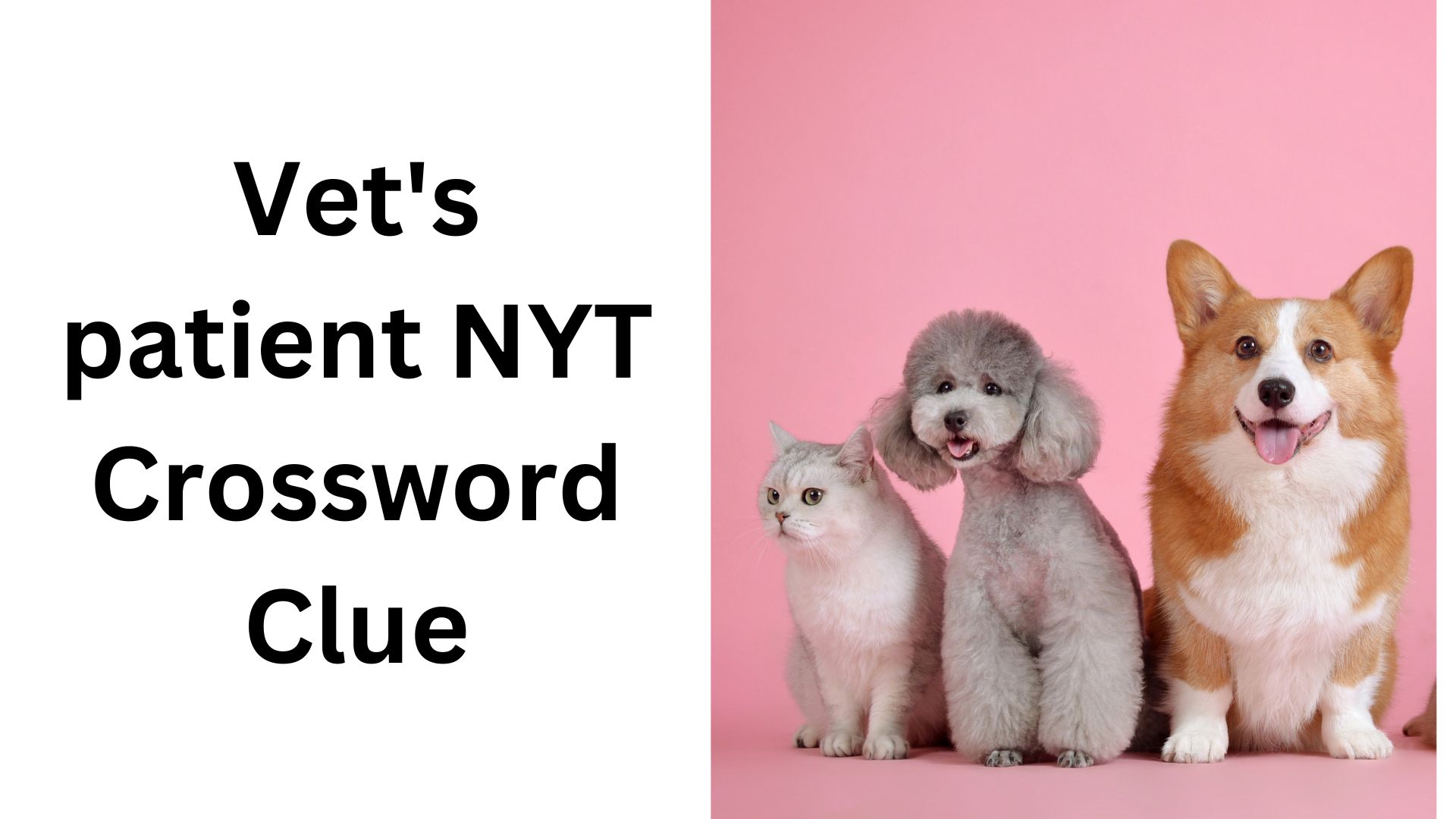 Vet's patient NYT Crossword Clue