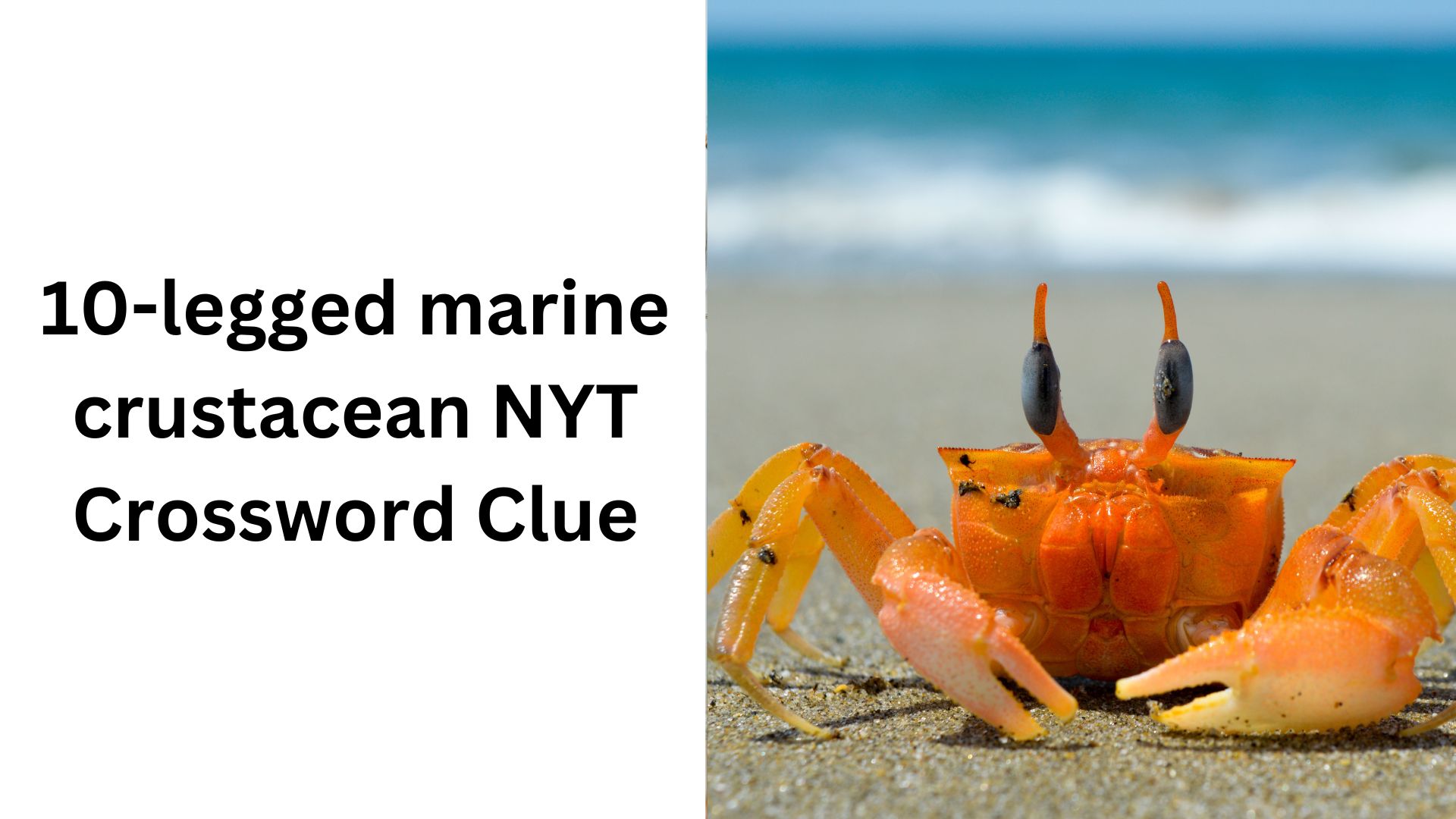 10-legged marine crustacean NYT Crossword Clue