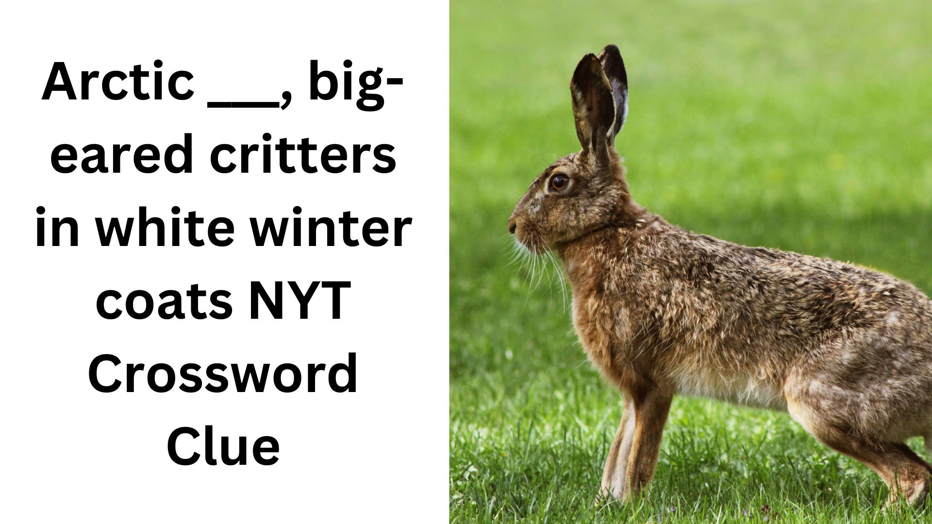 Arctic ___, big-eared critters in white winter coats NYT Crossword Clue