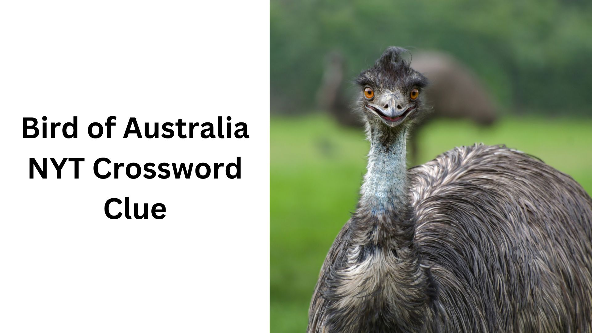 Bird of Australia NYT Crossword Clue