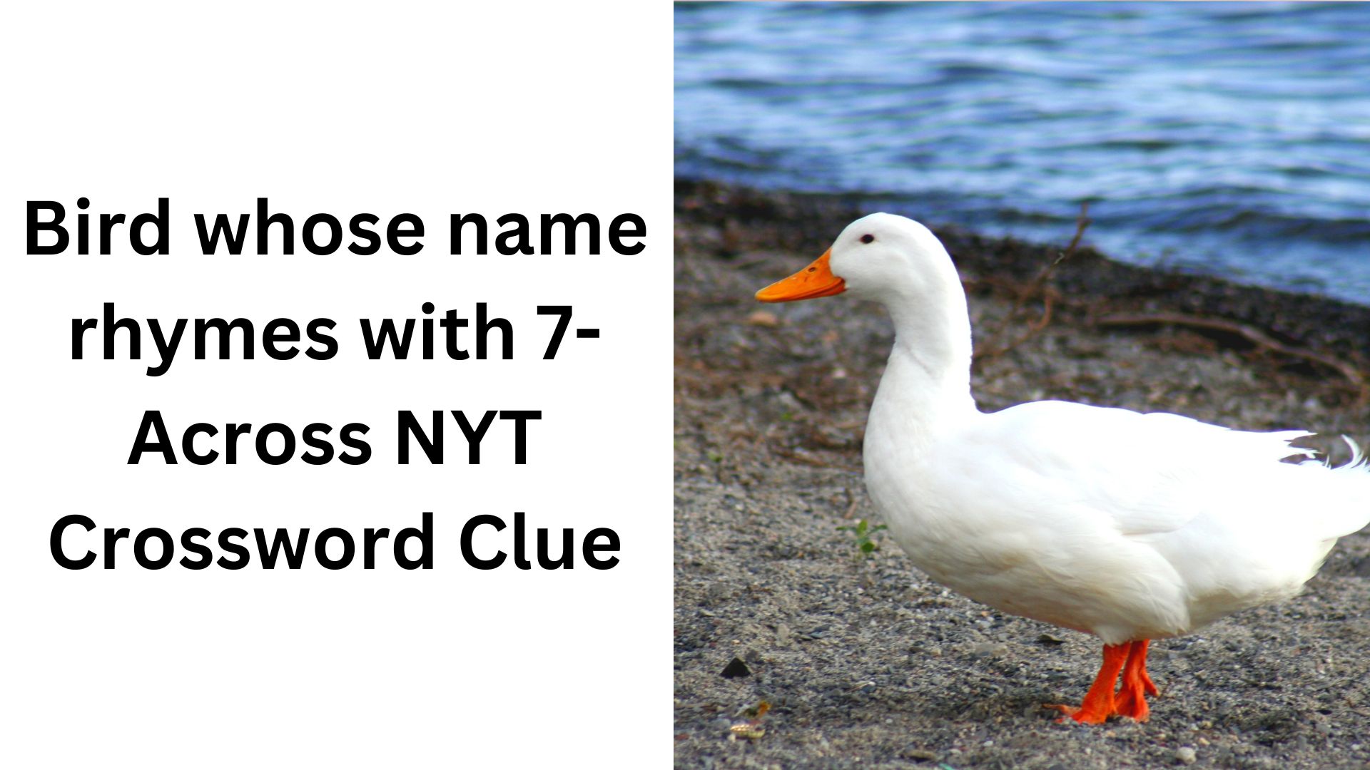 Bird whose name rhymes with 7-Across NYT Crossword Clue