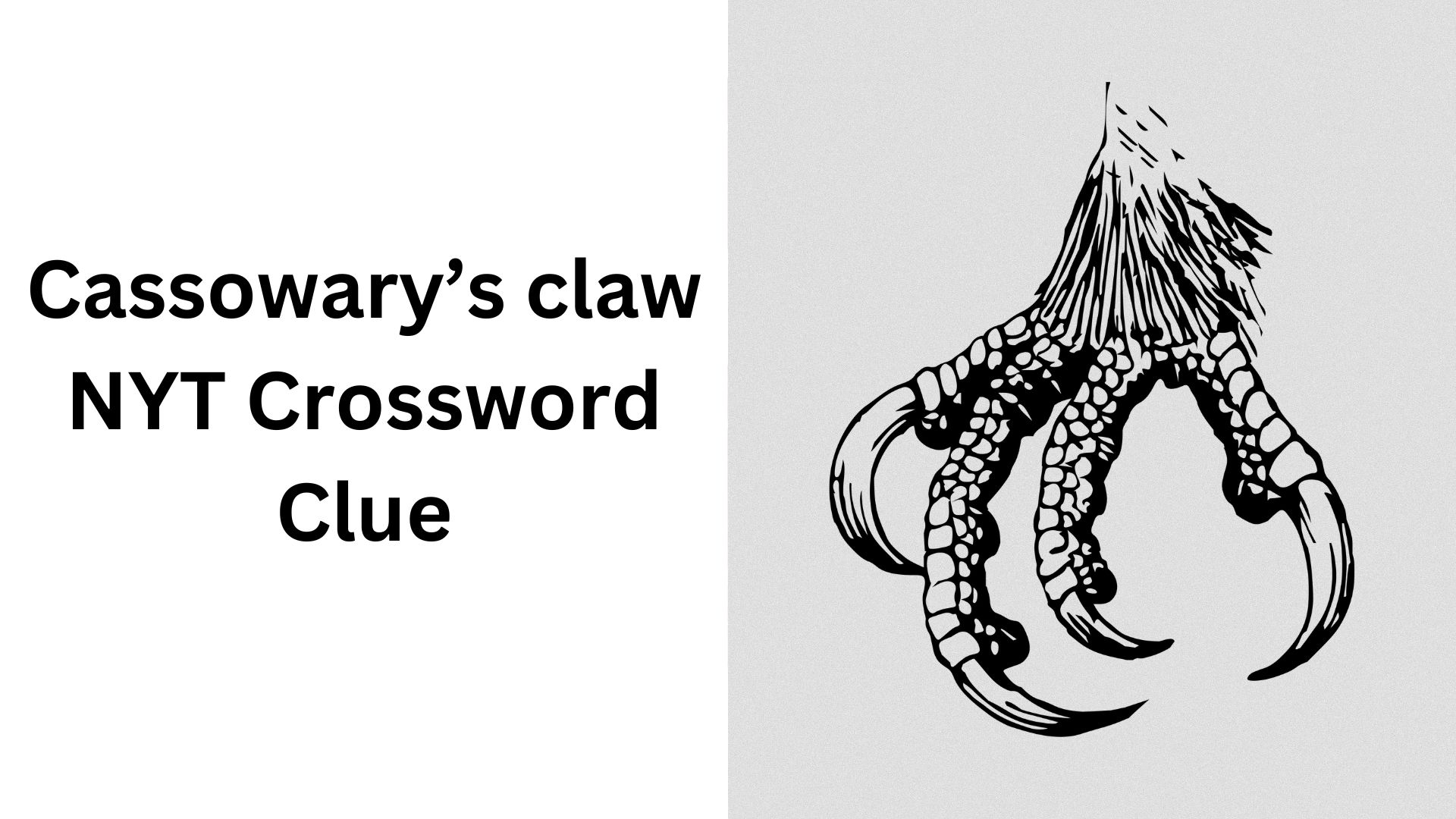 Cassowary’s claw NYT Crossword Clue