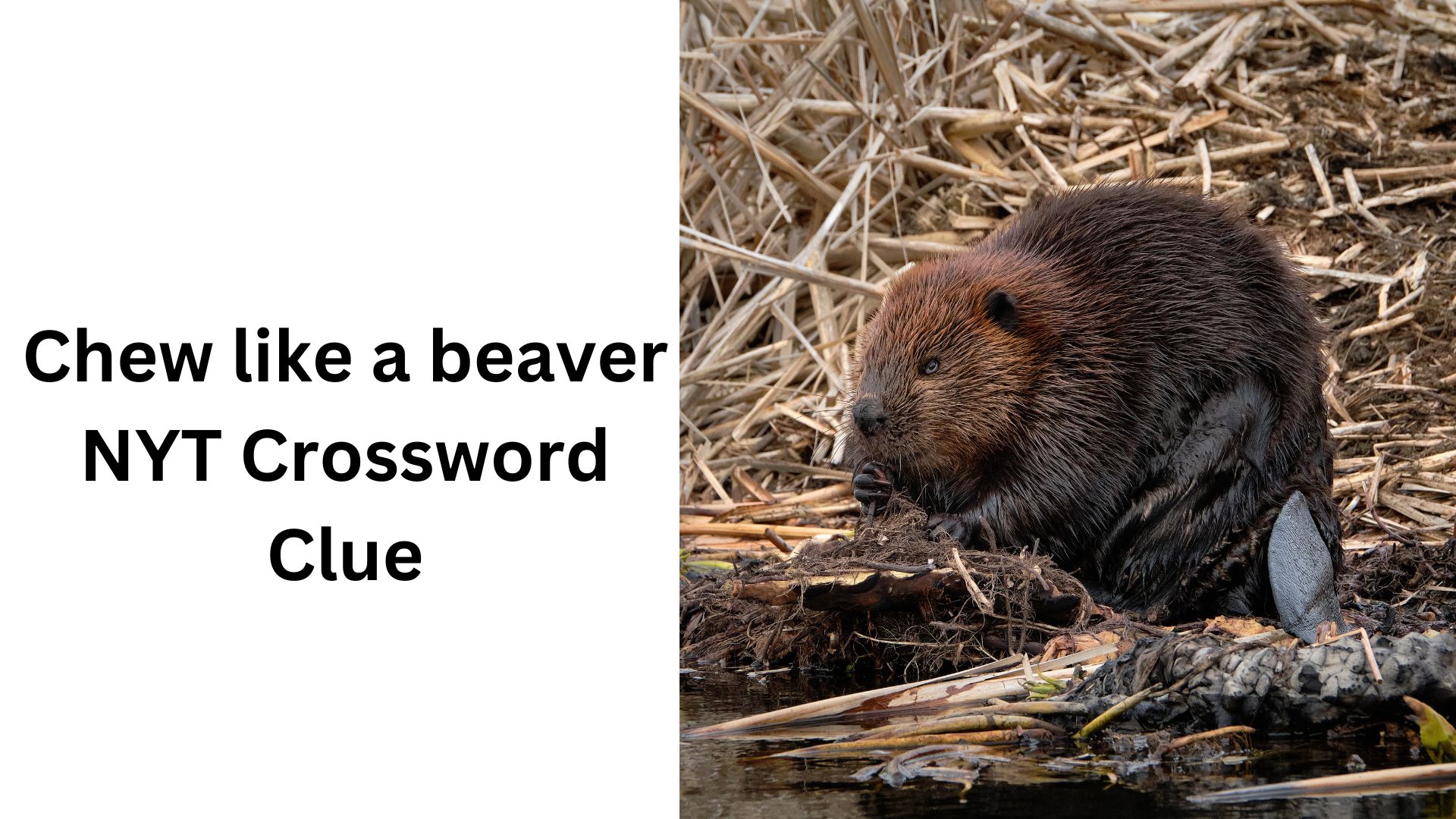 Chew like a beaver NYT Crossword Clue