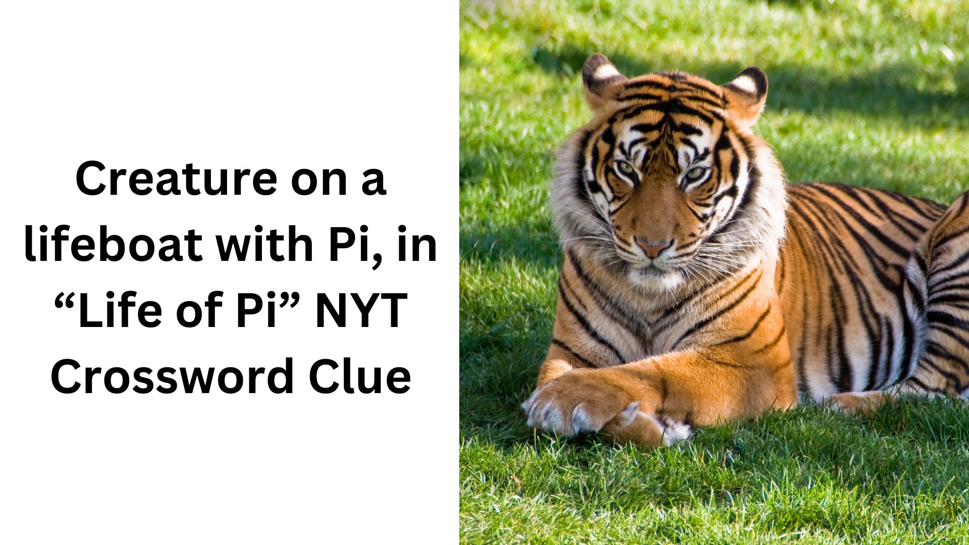 Creature on a lifeboat with Pi, in “Life of Pi” NYT Crossword Clue