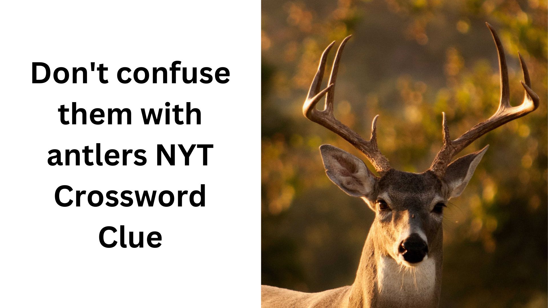Don't confuse them with antlers NYT Crossword Clue