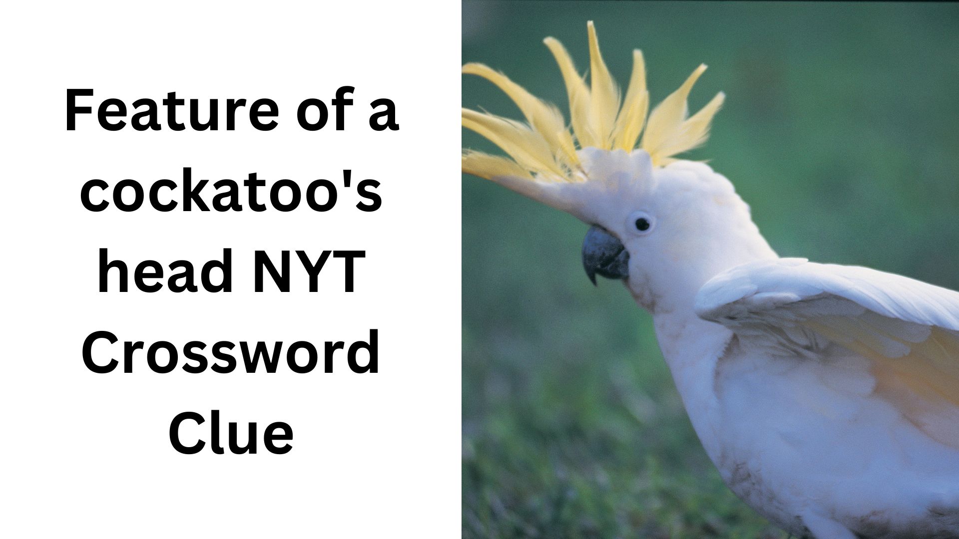 Feature of a cockatoo's head NYT Crossword Clue