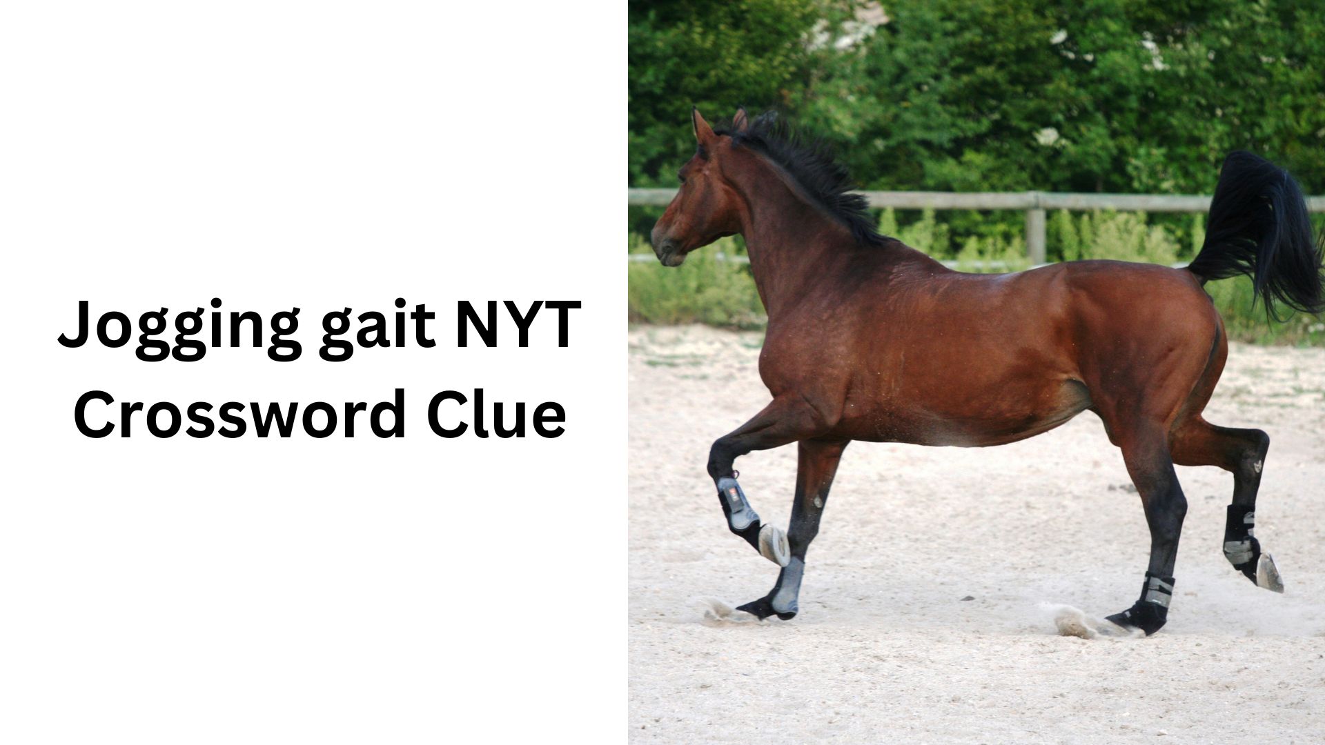 Jogging gait NYT Crossword Clue