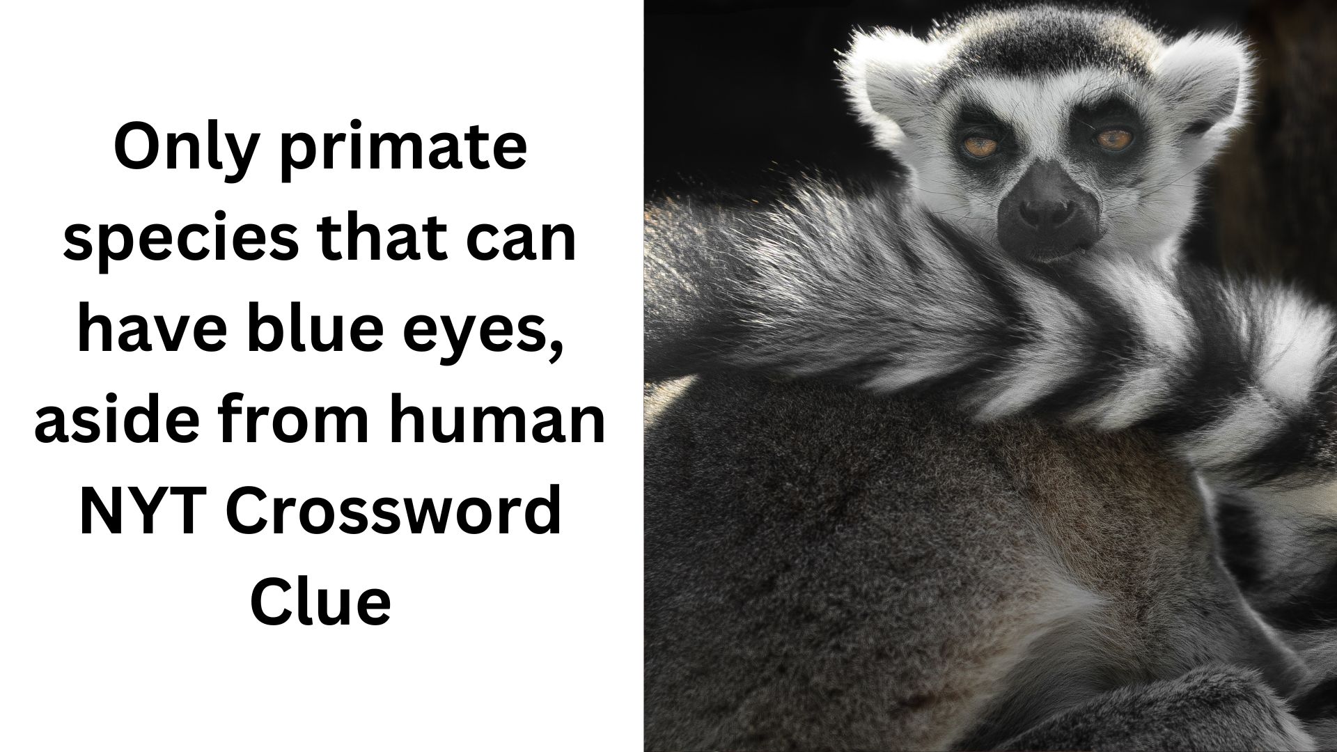 Only primate species that can have blue eyes, aside from human NYT Crossword Clue