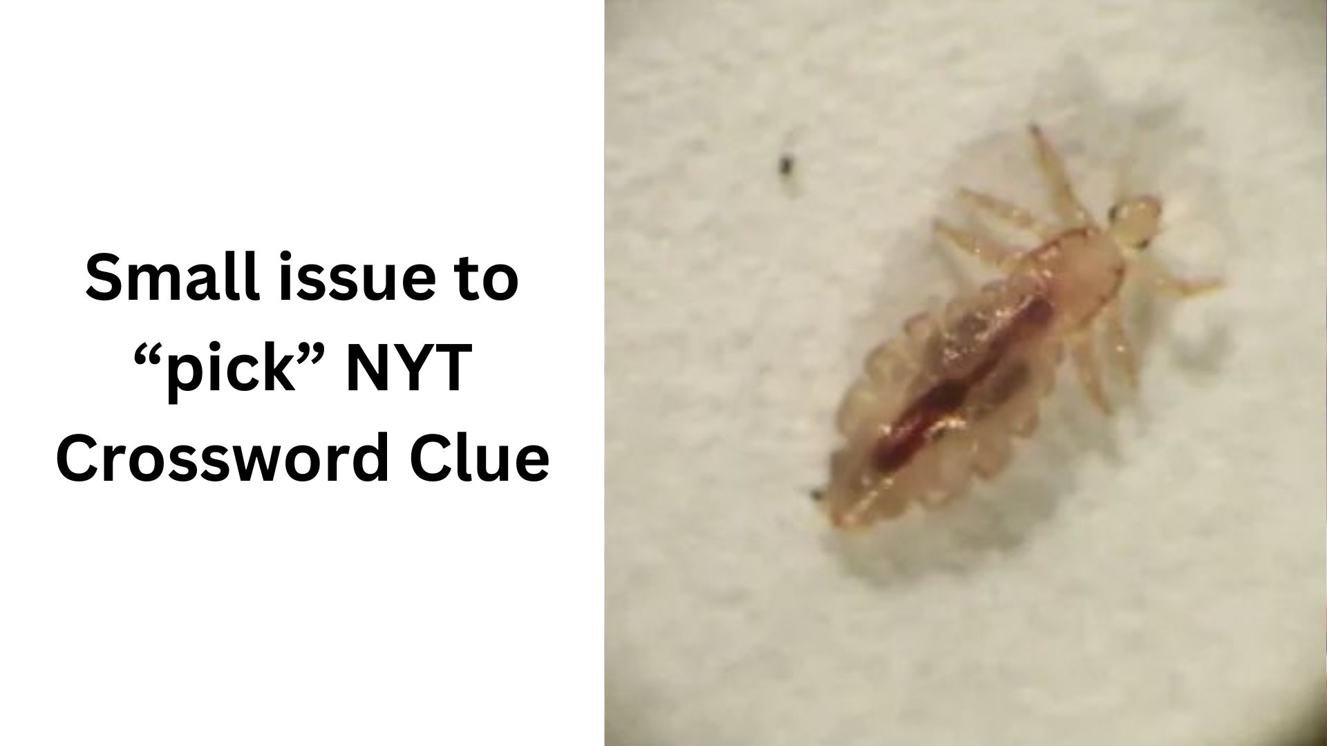 Small issue to “pick” NYT Crossword Clue