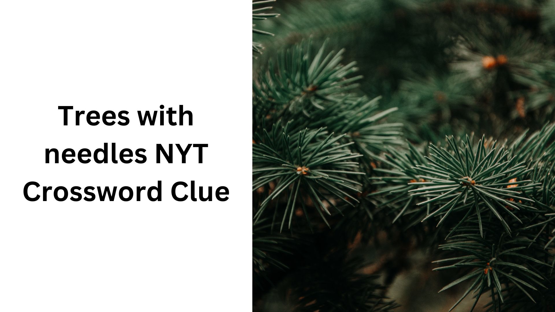 Trees with needles NYT Crossword Clue