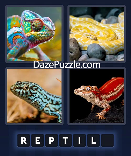 4 pics 1 word august 17 2025 daily bonus puzzle answer